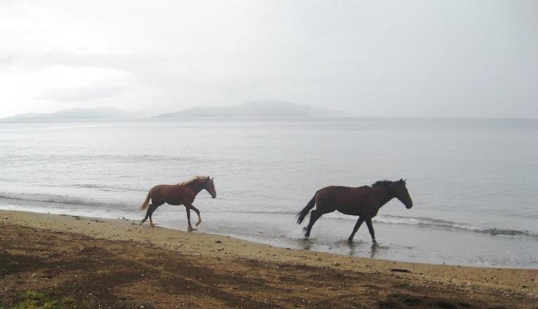 Waiyevo Aroha Taveuni Beachfront Bures מראה חיצוני תמונה